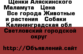 Щенки Аляскинского Маламута › Цена ­ 10 000 - Все города Животные и растения » Собаки   . Калининградская обл.,Светловский городской округ 